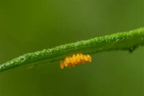 aiuto per la nidificazione delle coccinelle