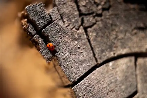 Build ladybird shelters