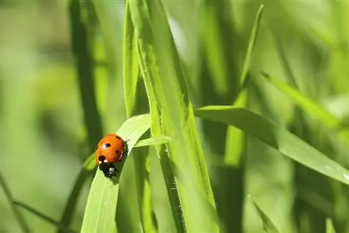 ladybug መገለጫ