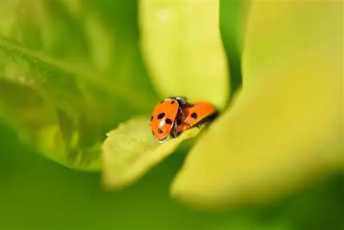 voortplanting van lieveheersbeestjes