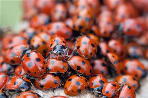 élevage de coccinelles