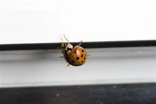 ladybug ձմեռային պատուհանի շրջանակ