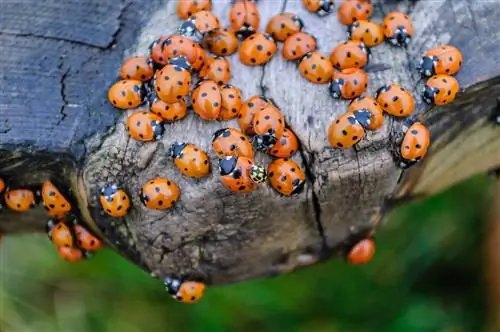 qu'est-ce qui aide-contre-les-coccinelles