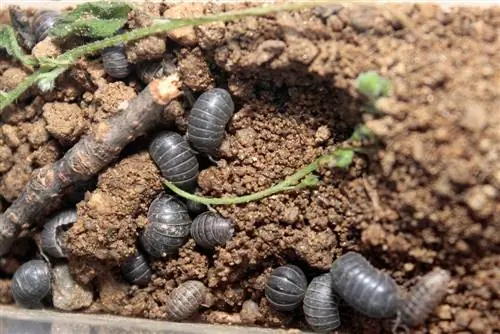 Woodlice sa mga kaldero ng bulaklak: Ganito mo mapupuksa ang mga ito – nang walang mga kemikal