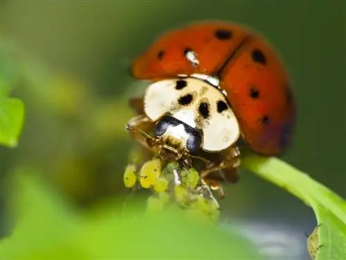 ladybugs hula nini?