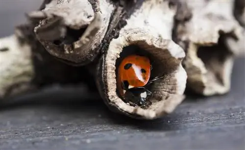 Come svernano le coccinelle? Tre strategie sorprendenti