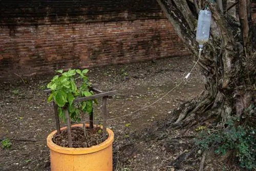 Annaffiare un vaso di fiori è semplicemente geniale