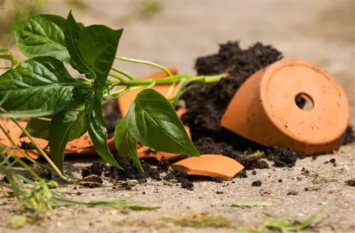 Kassering av blomkrukor: material, återvinningsbart material & tips