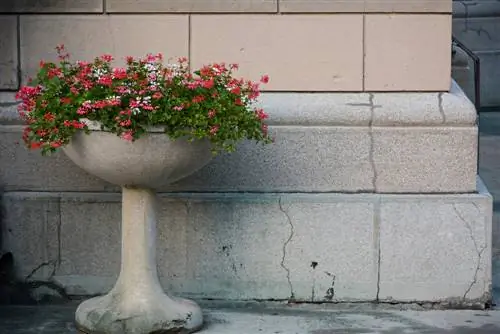 Destaques coloridos: plante grandes vasos de flores de forma criativa