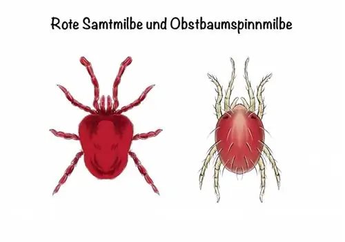 Sammenligning af rød fløjlsmide og frugttræspindermide