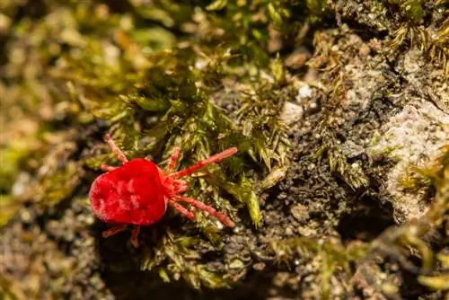 tungau beludru merah