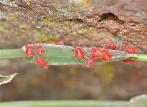 tungau beludru merah