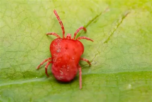 Red velvet mites: useful in the garden or harmful?