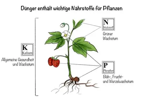 Fertilizante NPK: el fertilizante contiene nutrientes importantes para las plantas.