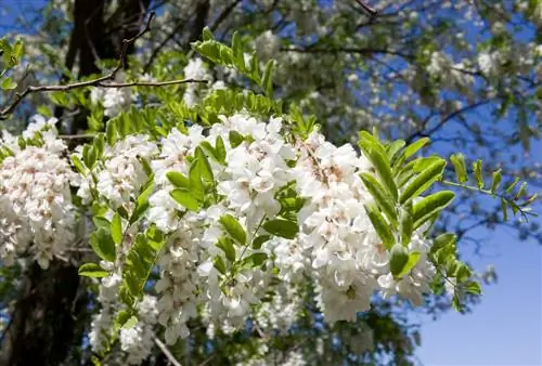 նեոֆիտներ