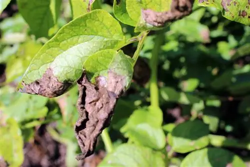 Aartappelroes: voorkoming en beheer van die swamsiekte