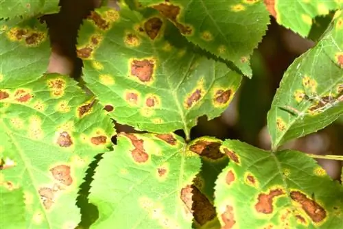 leaf spot