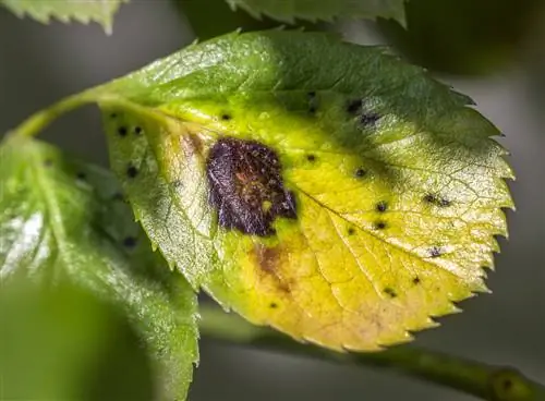 leaf spot