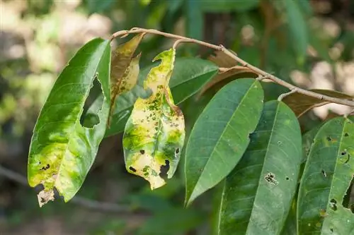 leaf spot