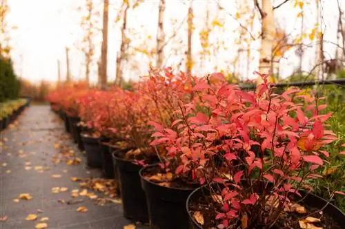 barberry-in-the-bucket