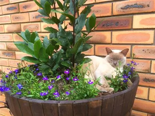 gatto che scava in un vaso di fiori