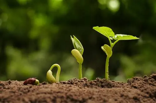 plantas de frijol rojo