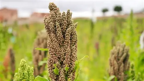 quinoa harvest