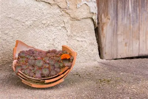 planter des pots de fleurs cassés