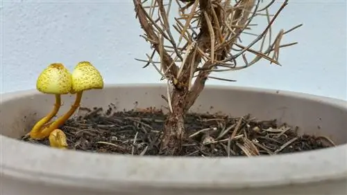 champignons-dans-un-pot-de-fleurs