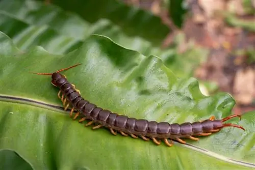 centipede-in-a-flowerpot