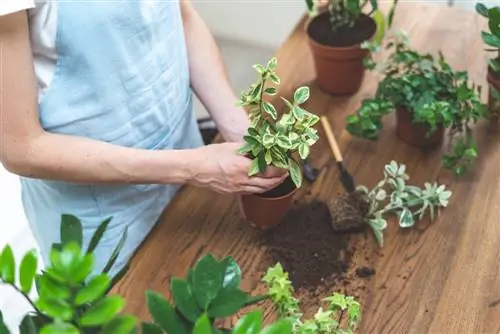 kleine witte dieren in een bloempot