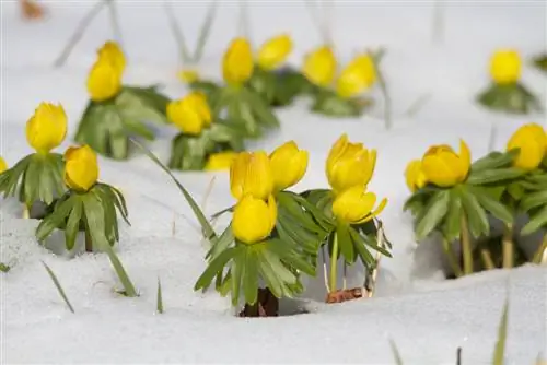 Aconiti invernali in giardino: profilo, cura e propagazione