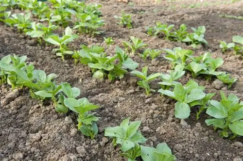 plantas de frijol blanco