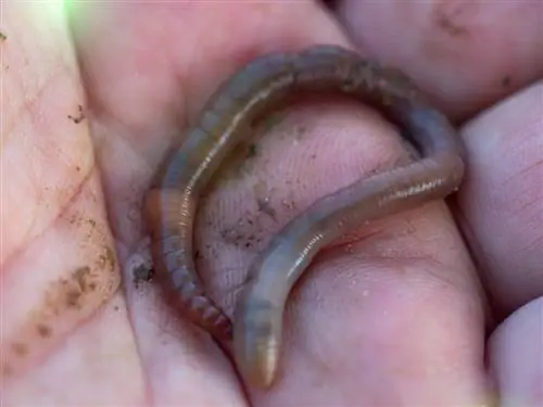 earthworm-in-a-flowerpot