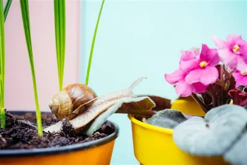 snails-in-a-flowerpot