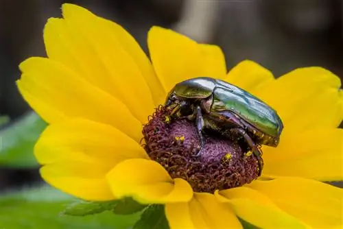 rose chafer-in-a-flowerpot