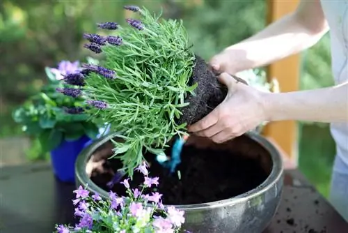 potgrond voor balkonplanten