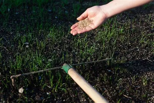 Potting soil for lawns: Is it good or not?