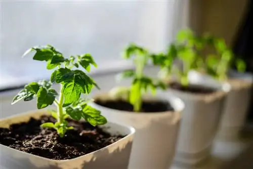 tierra para macetas para verduras