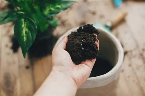 terra per a les plantes d'interior