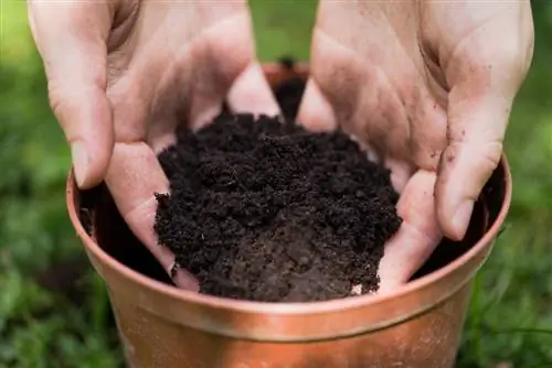 potting soil-with-or-without-peat