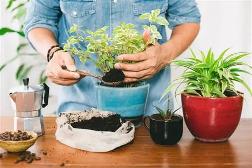 borra de café como terra para vasos