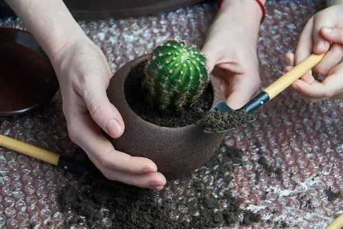 Trasplantar cactus: ¿Es posible hacerlo con tierra para macetas normal?