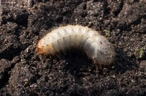 larva-në-potting-dhe