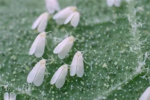 Gamu-gamo sa potting soil: Nasa panganib ba ang mga halaman?