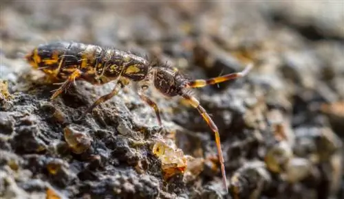 Springtail ქოთნის ნიადაგი