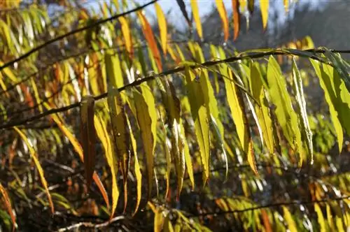 Dragon Willow: Decoratief en niet-giftig voor uw tuin