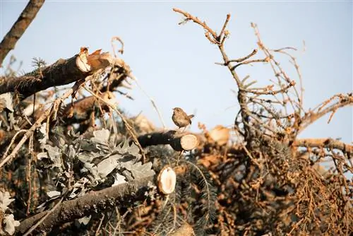 Softwood katika ua wa Benje: Kwa nini wataalam wanashauri dhidi yake