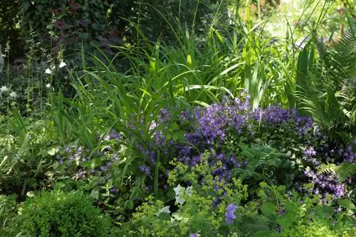 Pastura d'abelles d'ombra: quines plantes són adequades?