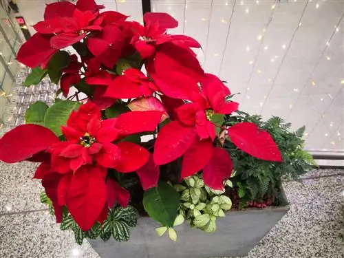 Christmas spirit in the garden: Make planters festive